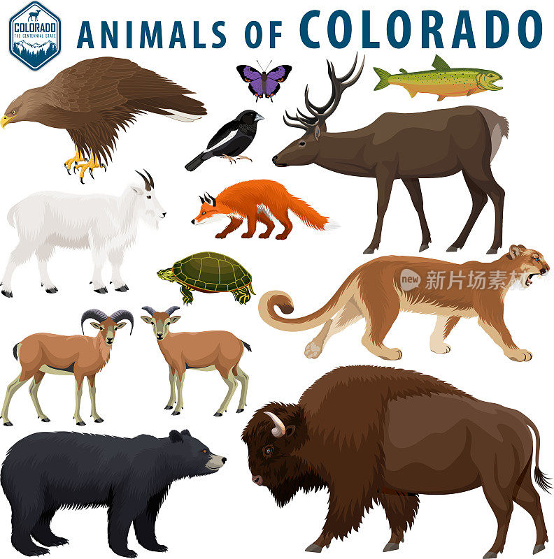 vector set -动物的科罗拉多州:野牛，黑熊，山山羊，美洲狮，大角羊，乌龟，红狐，金鹰，麋鹿，云雀鹀，科罗拉多的发丝，绿背鲑。